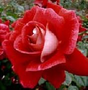 unknow artist Realistic Red Rose painting